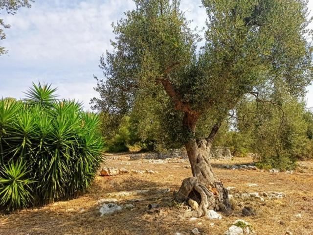 Casina Fumarola Guest House Ostuni Exterior photo